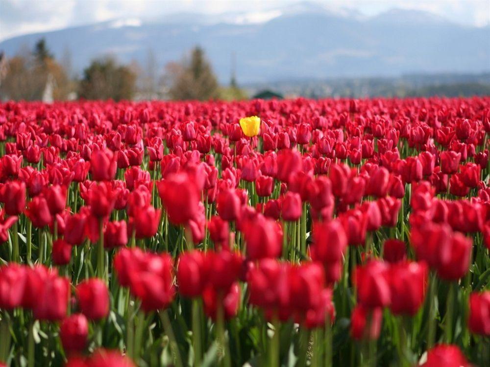 Red Tulip Hotel Angeles Luaran gambar